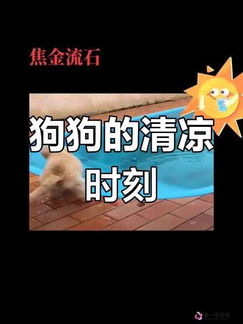 狗狗不受控制划水尿失禁：宠物健康的突发状况需重视